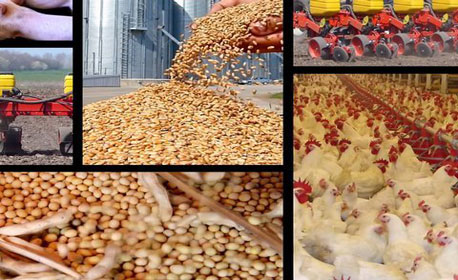 50 هزارتن نهاده دولتی در اختیار مرغداران